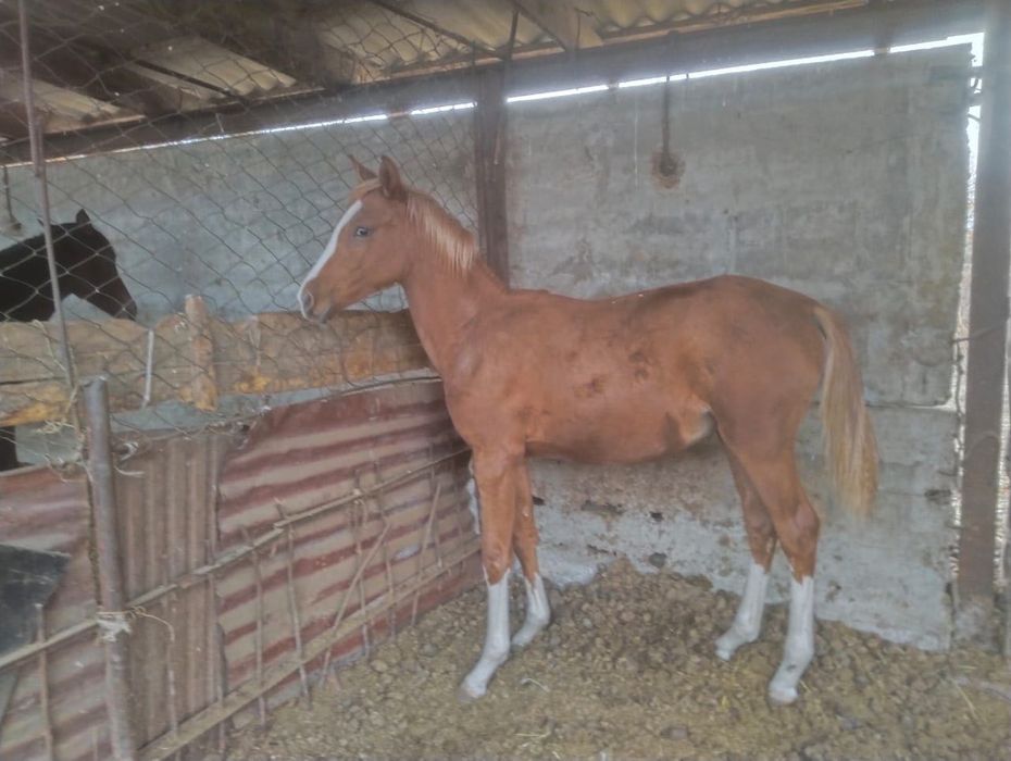 Срочно сатамын.. Тай, Байтал таза қанды.