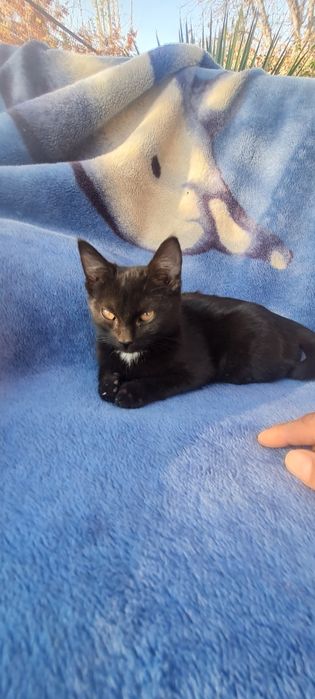 Катенок и кошка мушукча