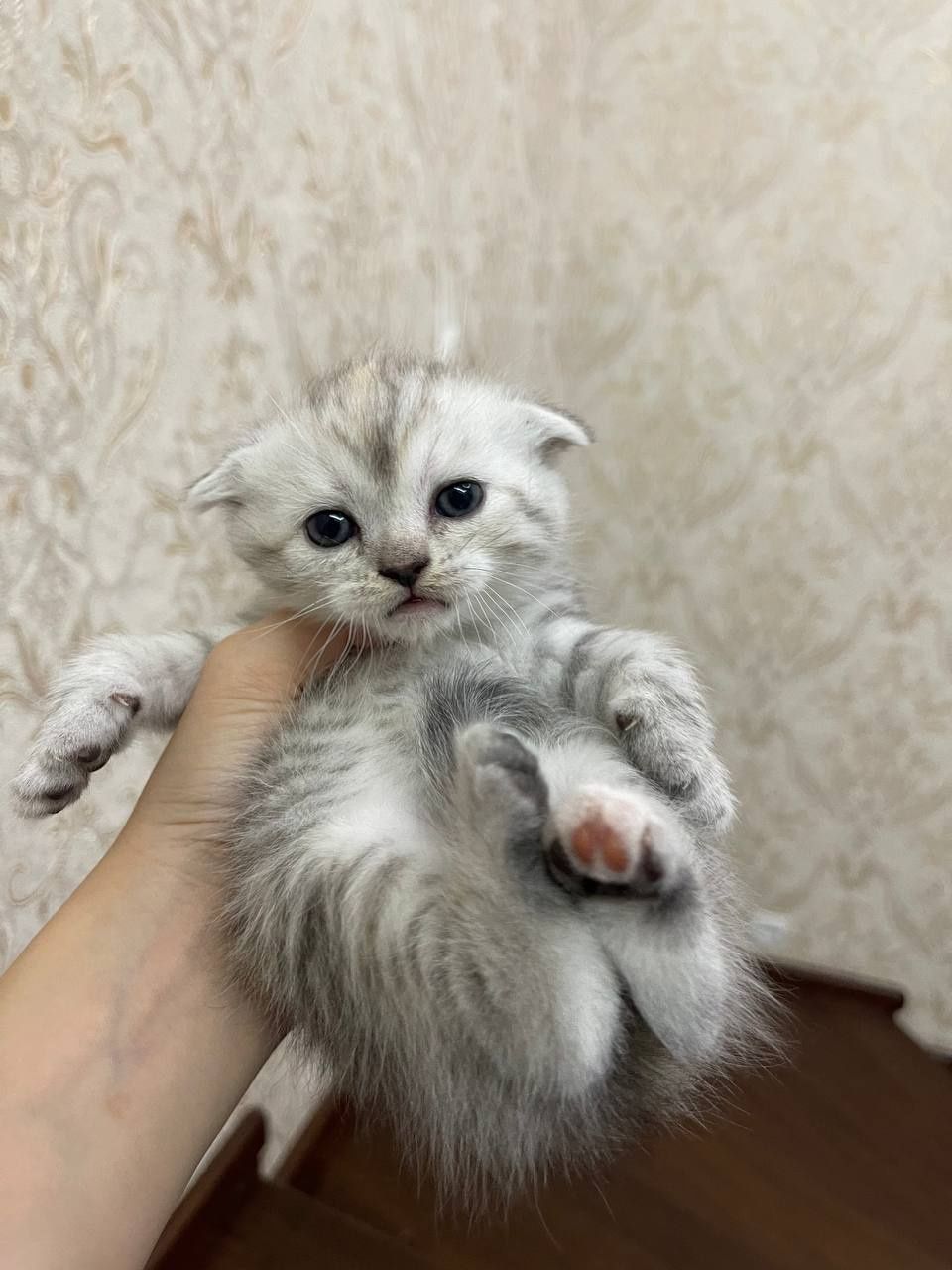 Продаются котята
