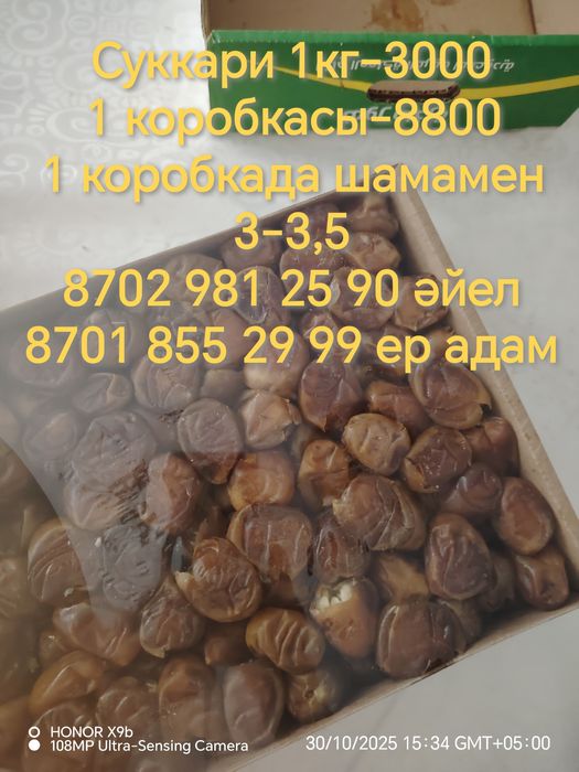 Суккари финик свежий