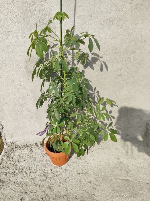 Dracaena Marginata Zamioculcas Cycas Revoluta Schefflera
