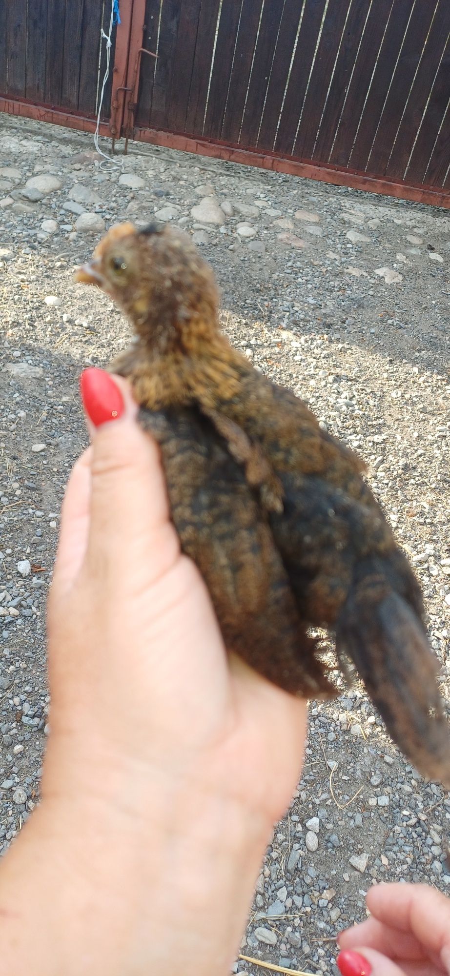 Puisori gaini americane