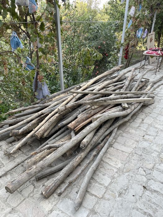 Terak, bolor, xarvasta