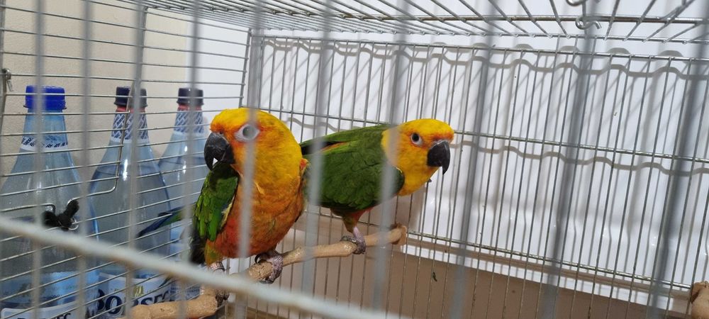 Papagali Aratinga Jandaya