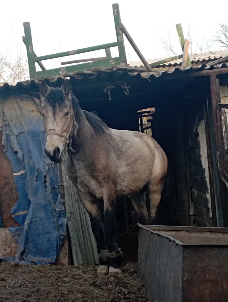 Лошадь жылкы айгыр