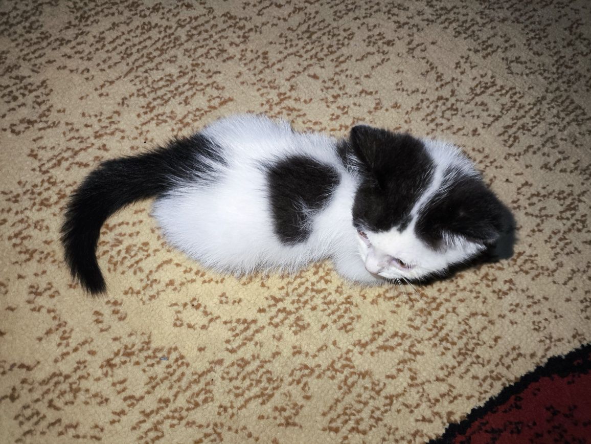 котенок мальчик метис британки и уличного кота