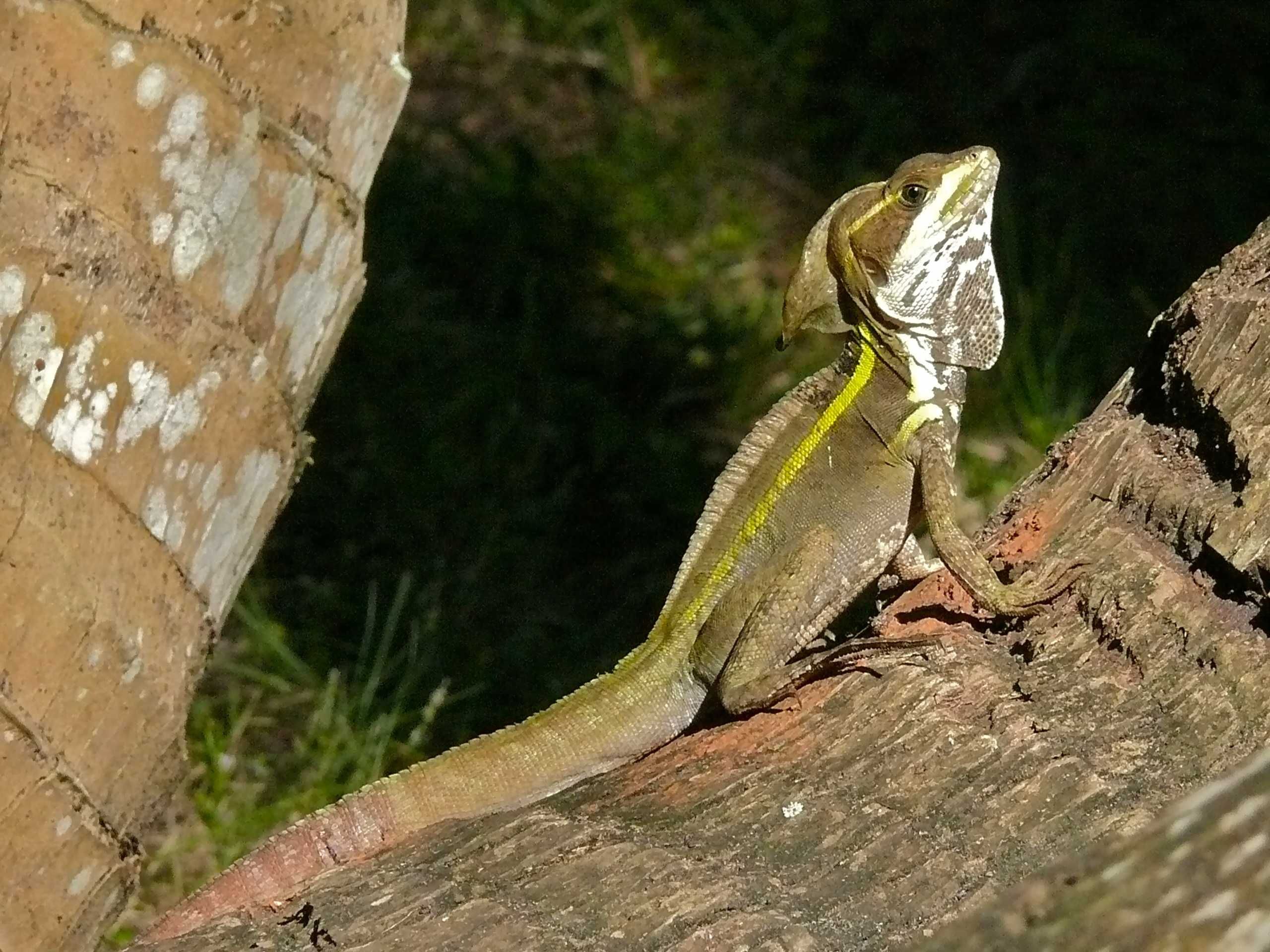 Кафяв базилиск (Basiliscus vittatus)