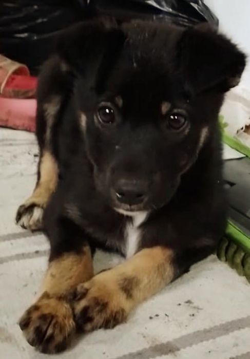 Metis ciobanesc german pui