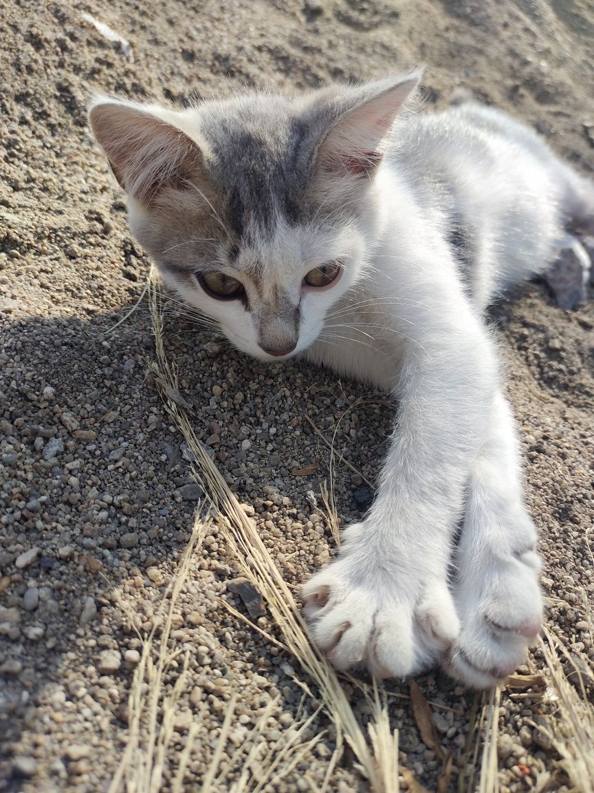 Отдам котят мальчика и девочку