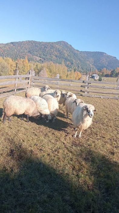 De vânzare 11 oi bune