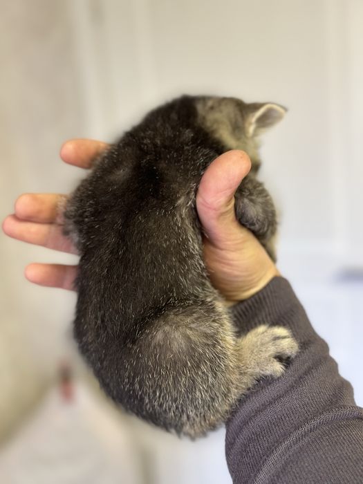 Продаются котята