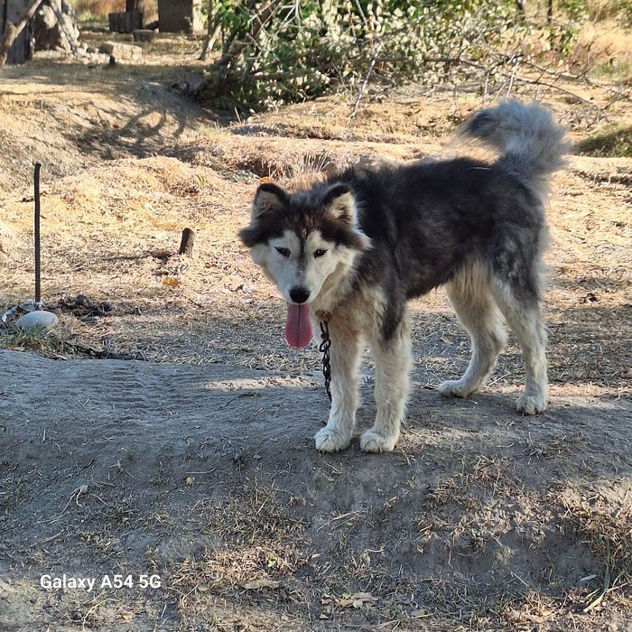 Husky zotli urg'ochi it 7 oylik