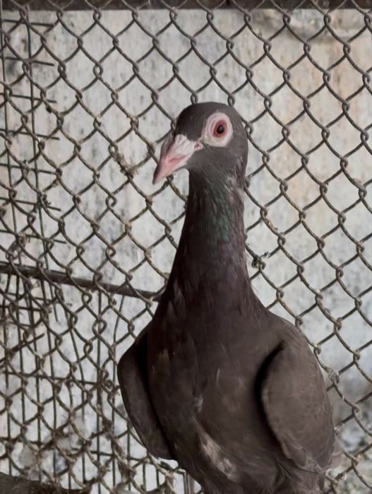 Голуби драконы продам !