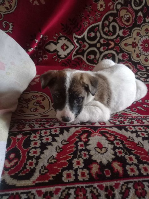 Щенок бесплатно в добрые руки
