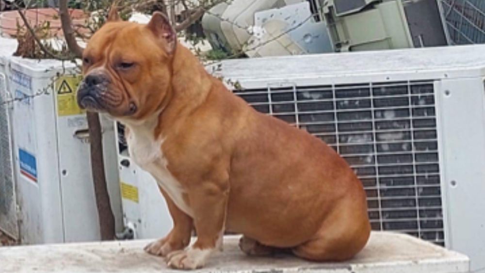 Mascul american bully micro