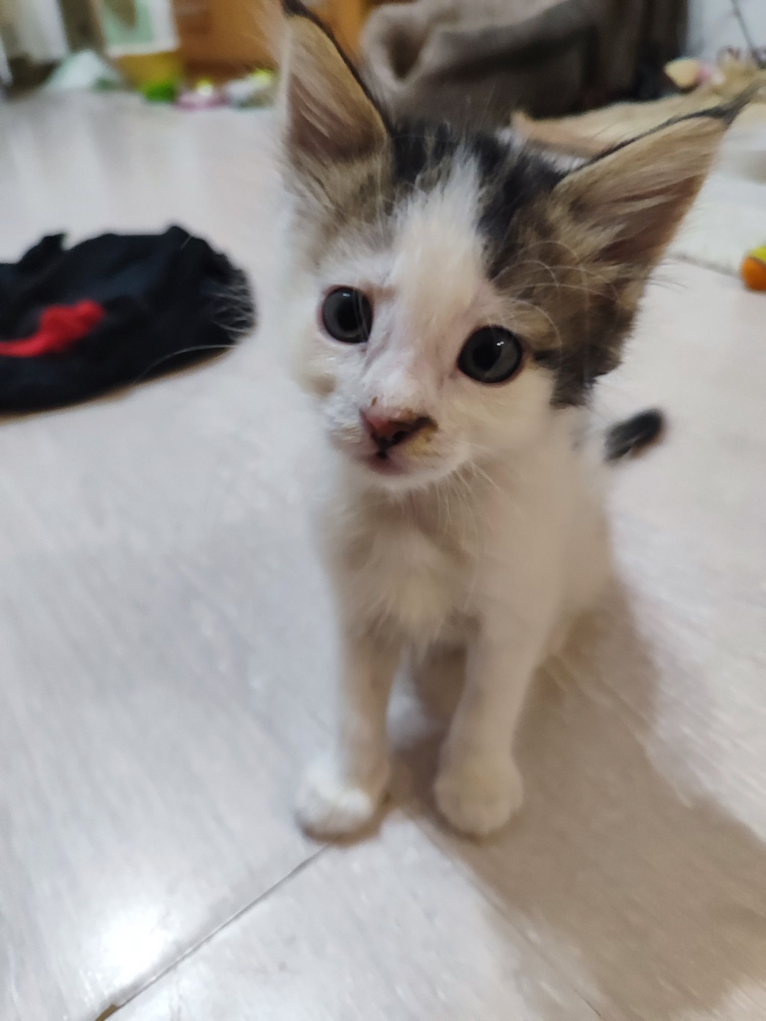 Подарявам котета