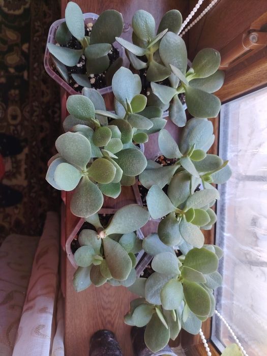 Толстянкс отростоктары