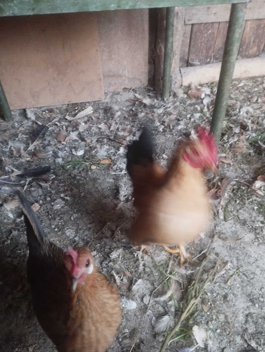 Джинки женски спешно! 4 бр.80 лв.