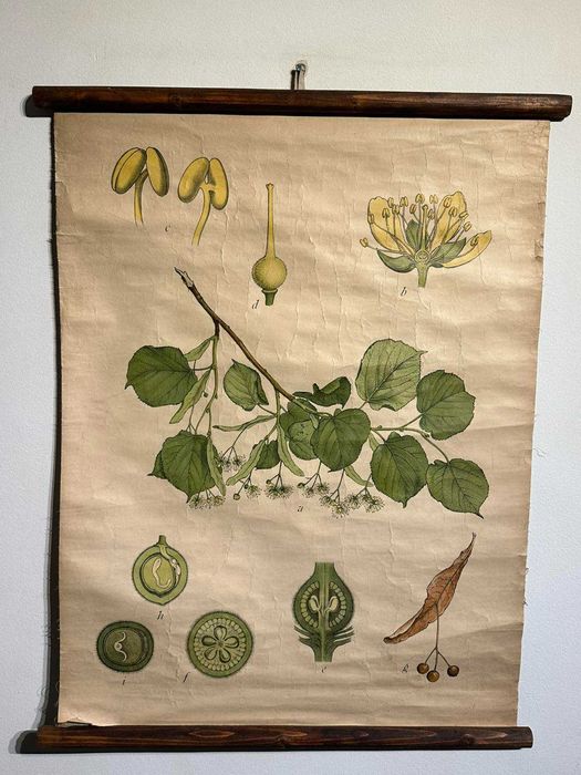 Соц Учебни Плакати Постери Ботаника