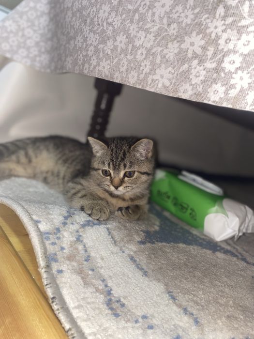 Мушук жуда яхши ойинкаро