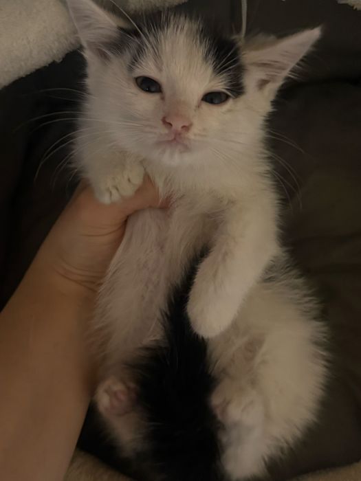 Пропал котёнок срочно