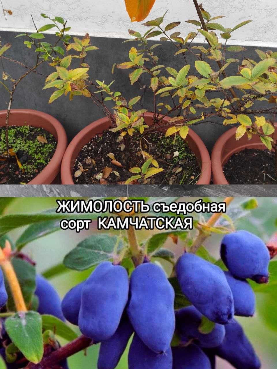 Растения . Ориентир Транспортный институт. Есть доставка.