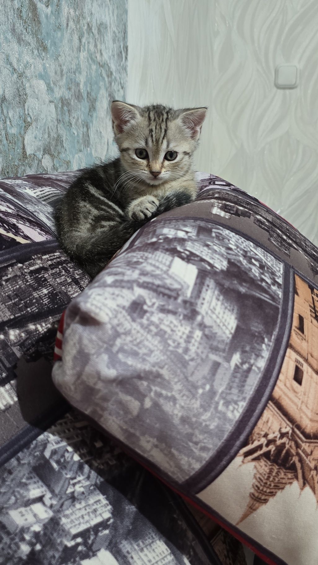 Котенок мраморного окраса , девочка