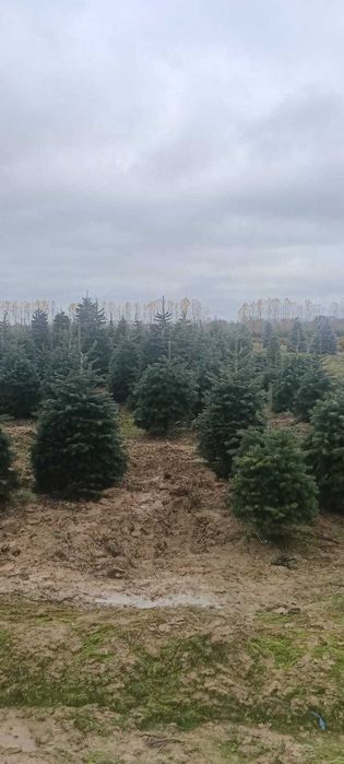 Brazi la metru – calitate garantată