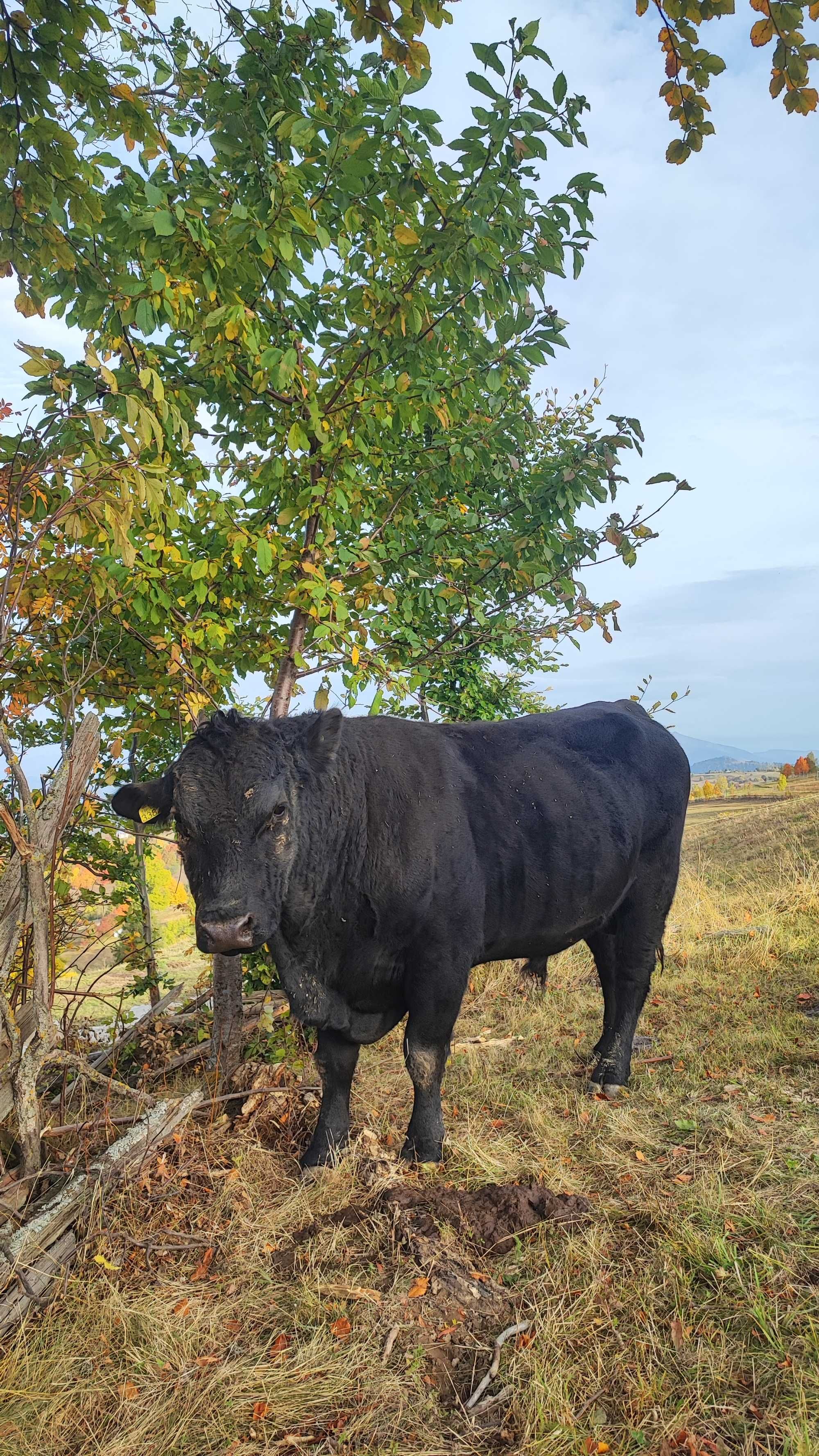 Taur Aberdeen Angus