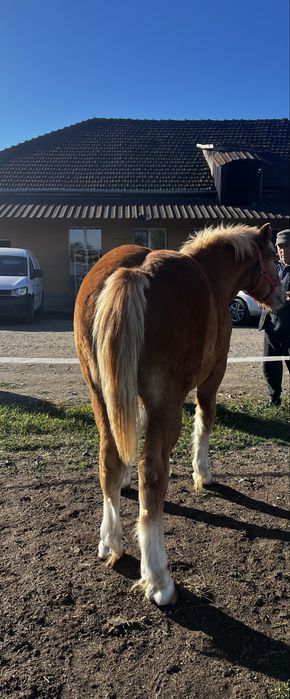 Manz de vanzare- 7 luni-