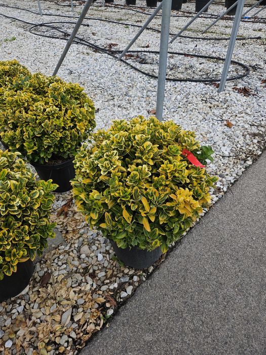 Eunimus și pom pon toate dimensiunile