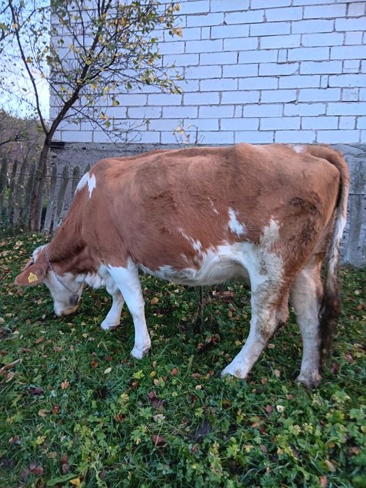 Vand vaca de patru ani jumate
