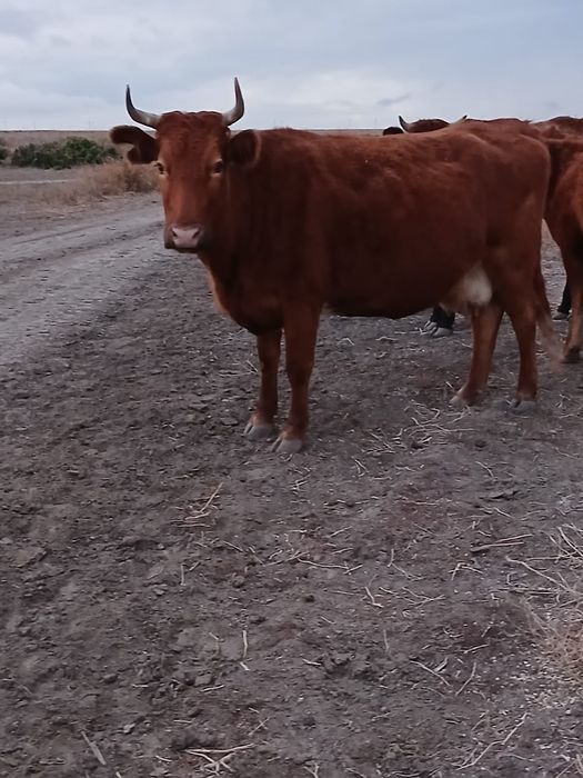 Семиз кысыр сиыр сатылады