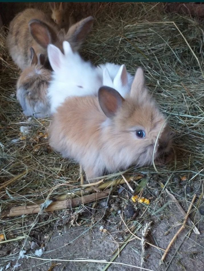 Pufosenii mici și mari