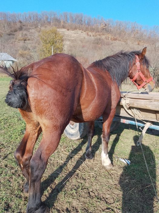 Vând armăsar de 4 ani