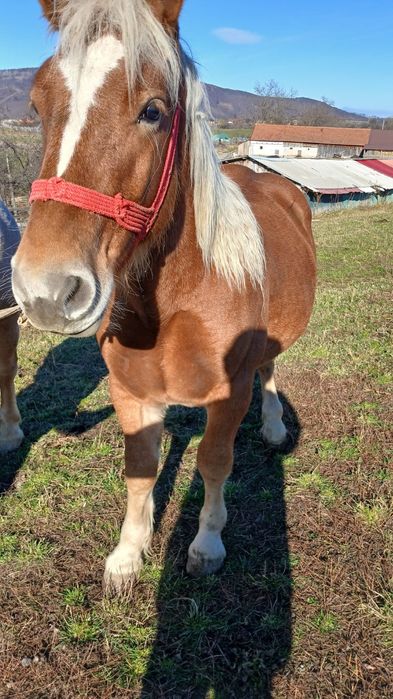 Vând mânz de 1 an și 6 luni