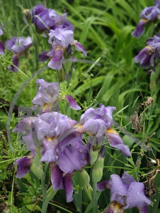 »Къща във Варна облас»с.Доброглед»площ 50»