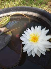 Водни лилии за вашата красива водна градина