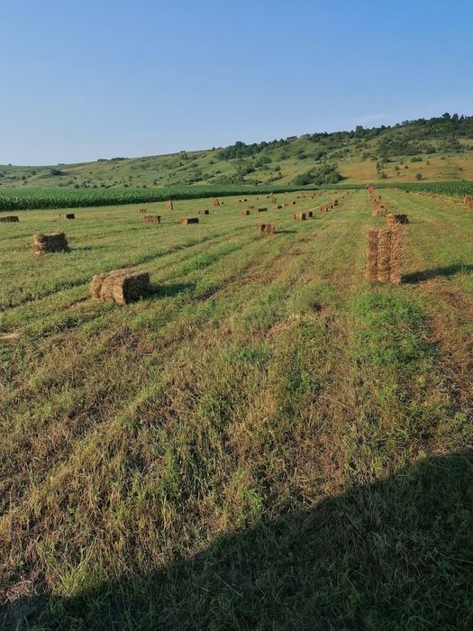 baloti , fîn 20. ron, , ghizdei 25  ron ofer transport