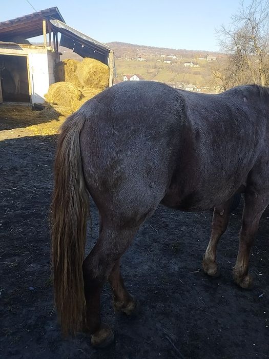 Vând mânz de 3 ani