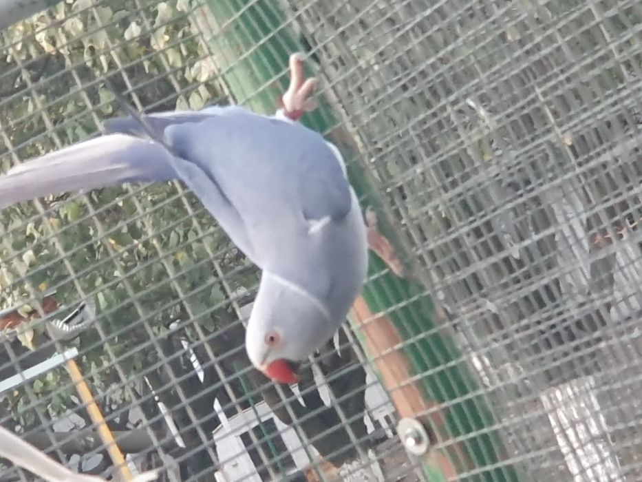 Papagali Micul Alexandru, 2024, ADN