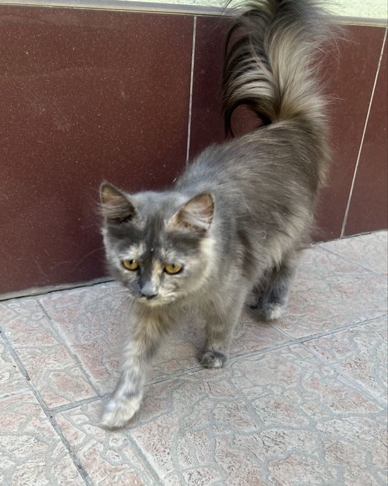 Отдам в добрые руки домашнюю Кошечку