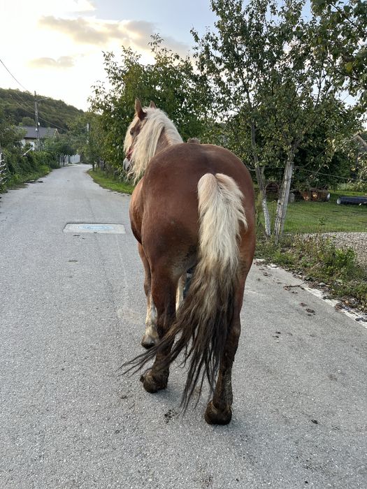 Vand iapa de 6 ani