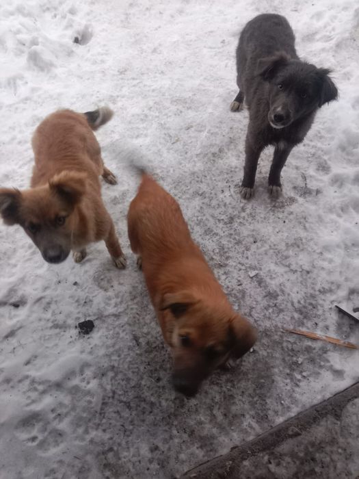 Отдам щенков бесплатно в добрые руки