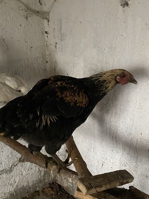 Gaini si cocosi  de tara scoti la closca