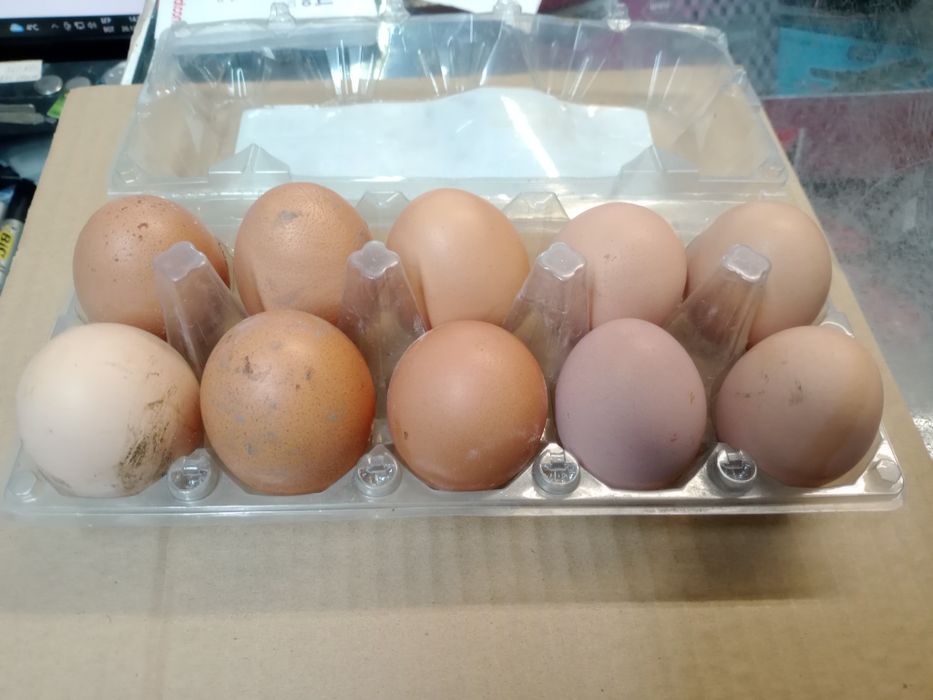 Домашни яйца от дворни кокошки