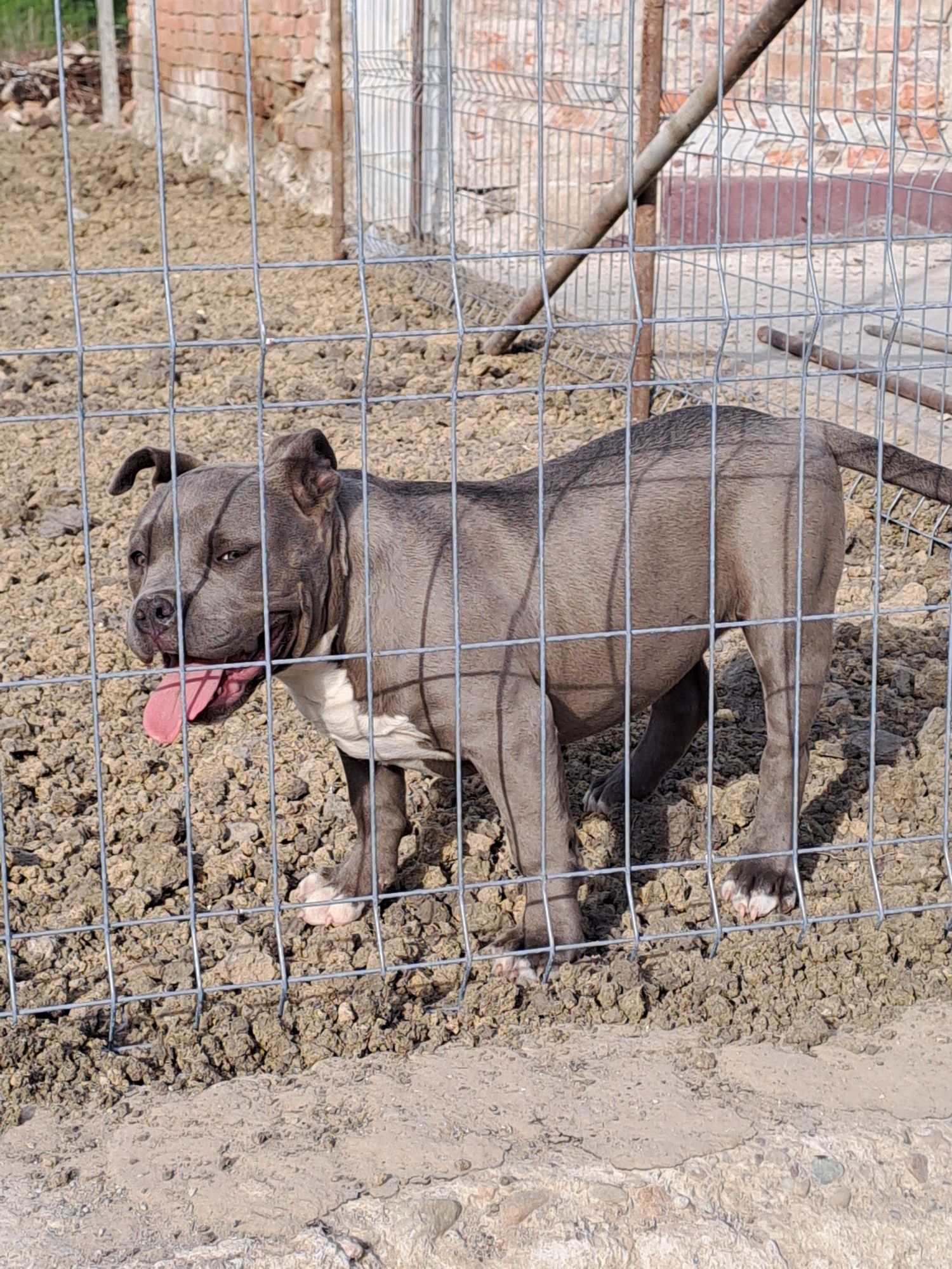 Vând fetiță amstaff blue