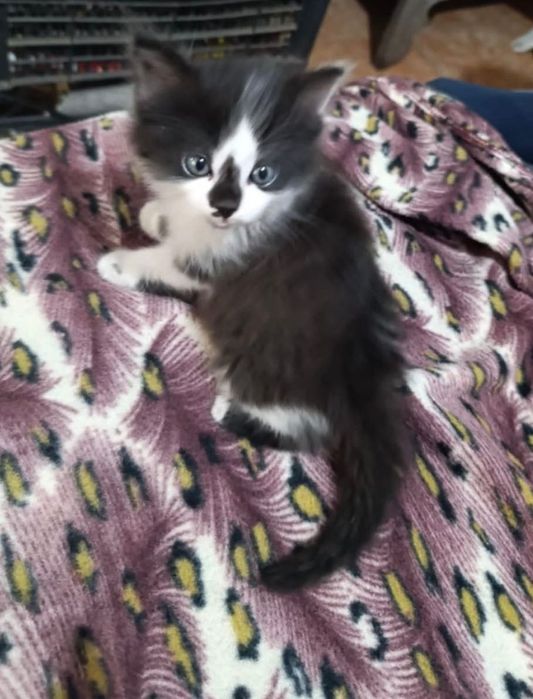 Подарявам мъжко котенце на 2 месеца