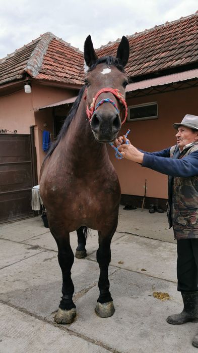 Iapă de vânzare, de 4 ani