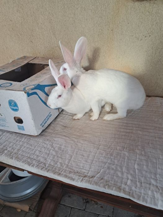 Femele hycole francez 5 luni